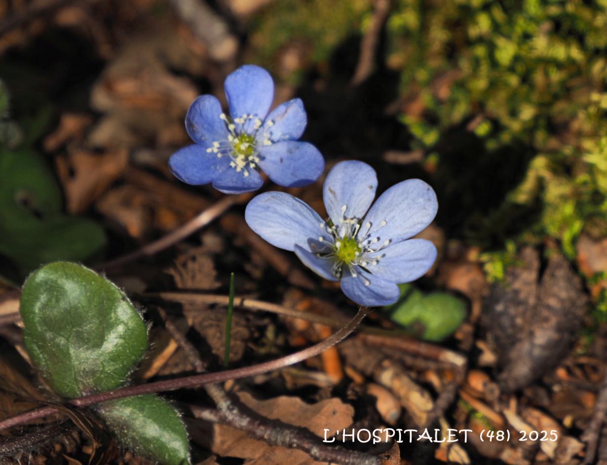 Hepatica flower